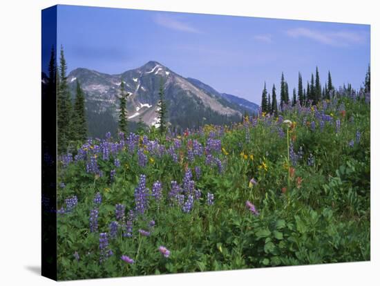 Flower Meadow, Mount Revelstoke National Park, Rocky Mountains, British Columbia (B.C.), Canada-Geoff Renner-Stretched Canvas