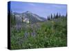 Flower Meadow, Mount Revelstoke National Park, Rocky Mountains, British Columbia (B.C.), Canada-Geoff Renner-Stretched Canvas