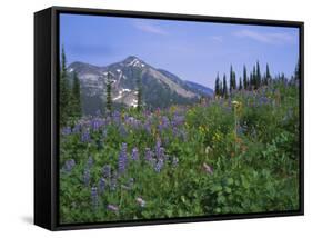 Flower Meadow, Mount Revelstoke National Park, Rocky Mountains, British Columbia (B.C.), Canada-Geoff Renner-Framed Stretched Canvas