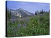 Flower Meadow, Mount Revelstoke National Park, Rocky Mountains, British Columbia (B.C.), Canada-Geoff Renner-Stretched Canvas