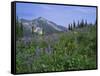 Flower Meadow, Mount Revelstoke National Park, Rocky Mountains, British Columbia (B.C.), Canada-Geoff Renner-Framed Stretched Canvas