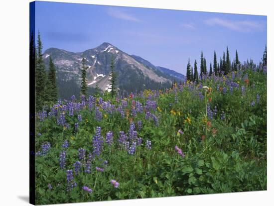 Flower Meadow, Mount Revelstoke National Park, Rocky Mountains, British Columbia (B.C.), Canada-Geoff Renner-Stretched Canvas