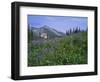 Flower Meadow, Mount Revelstoke National Park, Rocky Mountains, British Columbia (B.C.), Canada-Geoff Renner-Framed Photographic Print