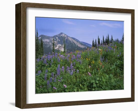 Flower Meadow, Mount Revelstoke National Park, Rocky Mountains, British Columbia (B.C.), Canada-Geoff Renner-Framed Photographic Print