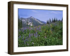 Flower Meadow, Mount Revelstoke National Park, Rocky Mountains, British Columbia (B.C.), Canada-Geoff Renner-Framed Photographic Print