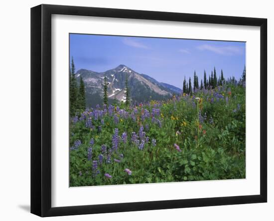 Flower Meadow, Mount Revelstoke National Park, Rocky Mountains, British Columbia (B.C.), Canada-Geoff Renner-Framed Photographic Print