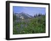 Flower Meadow, Mount Revelstoke National Park, Rocky Mountains, British Columbia (B.C.), Canada-Geoff Renner-Framed Photographic Print