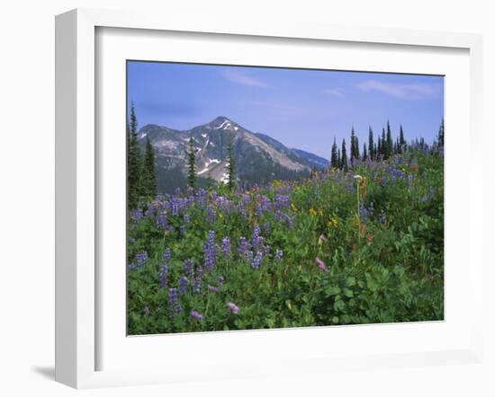 Flower Meadow, Mount Revelstoke National Park, Rocky Mountains, British Columbia (B.C.), Canada-Geoff Renner-Framed Photographic Print