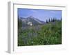 Flower Meadow, Mount Revelstoke National Park, Rocky Mountains, British Columbia (B.C.), Canada-Geoff Renner-Framed Photographic Print