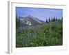 Flower Meadow, Mount Revelstoke National Park, Rocky Mountains, British Columbia (B.C.), Canada-Geoff Renner-Framed Photographic Print