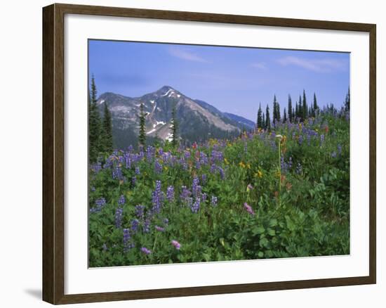 Flower Meadow, Mount Revelstoke National Park, Rocky Mountains, British Columbia (B.C.), Canada-Geoff Renner-Framed Photographic Print