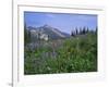 Flower Meadow, Mount Revelstoke National Park, Rocky Mountains, British Columbia (B.C.), Canada-Geoff Renner-Framed Photographic Print