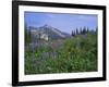 Flower Meadow, Mount Revelstoke National Park, Rocky Mountains, British Columbia (B.C.), Canada-Geoff Renner-Framed Photographic Print