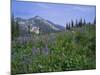 Flower Meadow, Mount Revelstoke National Park, Rocky Mountains, British Columbia (B.C.), Canada-Geoff Renner-Mounted Photographic Print