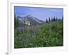 Flower Meadow, Mount Revelstoke National Park, Rocky Mountains, British Columbia (B.C.), Canada-Geoff Renner-Framed Photographic Print