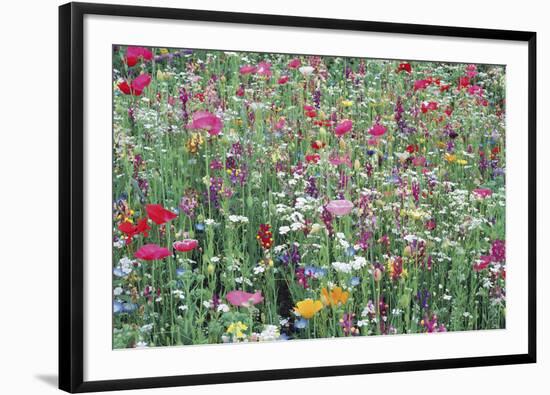 Flower Meadow-Ella Lancaster-Framed Giclee Print