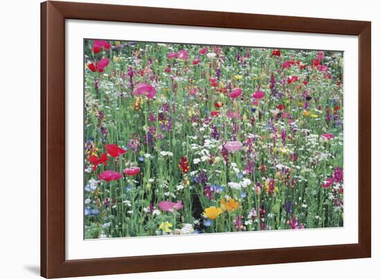 Flower Meadow-Ella Lancaster-Framed Giclee Print