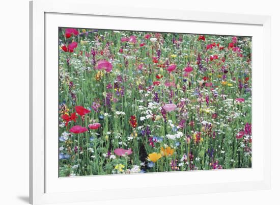 Flower Meadow-Ella Lancaster-Framed Giclee Print