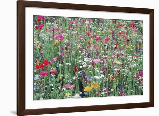 Flower Meadow-Ella Lancaster-Framed Giclee Print