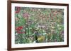 Flower Meadow-Ella Lancaster-Framed Giclee Print