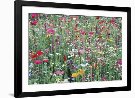 Flower Meadow-Ella Lancaster-Framed Giclee Print