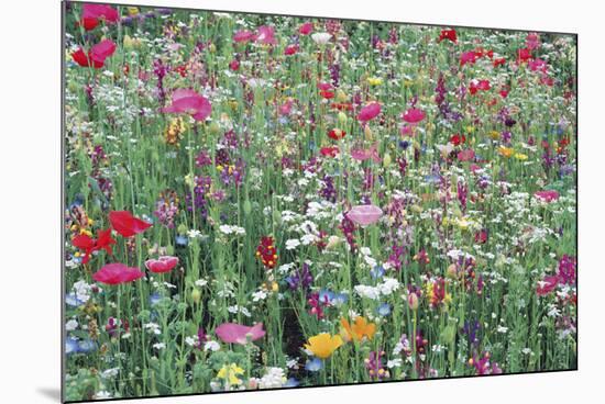 Flower Meadow-Ella Lancaster-Mounted Giclee Print