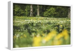 Flower meadow-Benjamin Engler-Framed Photographic Print