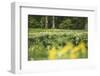 Flower meadow-Benjamin Engler-Framed Photographic Print