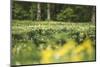 Flower meadow-Benjamin Engler-Mounted Photographic Print