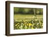 Flower meadow-Benjamin Engler-Framed Photographic Print