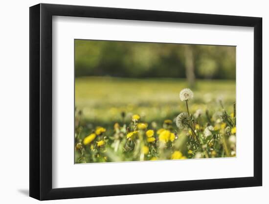 Flower meadow-Benjamin Engler-Framed Photographic Print