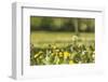 Flower meadow-Benjamin Engler-Framed Photographic Print