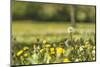 Flower meadow-Benjamin Engler-Mounted Photographic Print