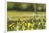 Flower meadow-Benjamin Engler-Framed Photographic Print