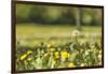 Flower meadow-Benjamin Engler-Framed Photographic Print