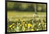 Flower meadow-Benjamin Engler-Framed Photographic Print