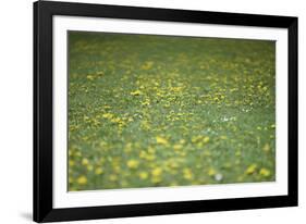 Flower meadow-Benjamin Engler-Framed Photographic Print