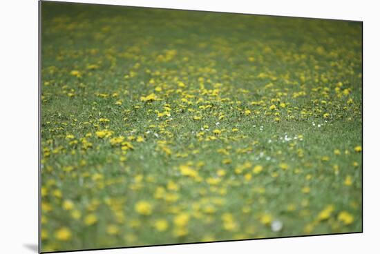 Flower meadow-Benjamin Engler-Mounted Photographic Print