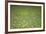 Flower meadow-Benjamin Engler-Framed Photographic Print