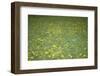Flower meadow-Benjamin Engler-Framed Photographic Print