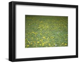 Flower meadow-Benjamin Engler-Framed Photographic Print