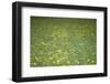 Flower meadow-Benjamin Engler-Framed Photographic Print