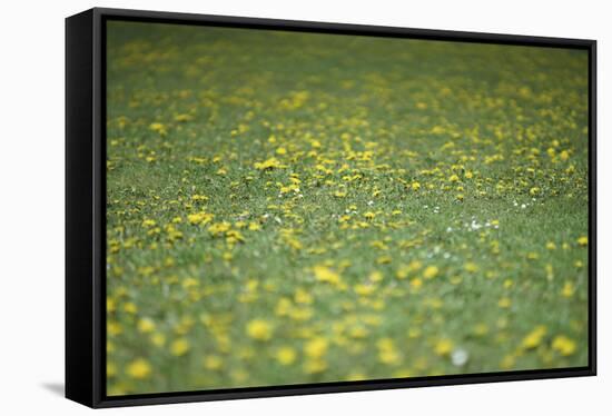 Flower meadow-Benjamin Engler-Framed Stretched Canvas