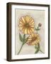 Flower Medley I-Georgina Weddell-Framed Art Print