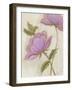 Flower Medley III-Georgina Weddell-Framed Art Print