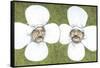 Flower Men-Jason Ratliff-Framed Stretched Canvas