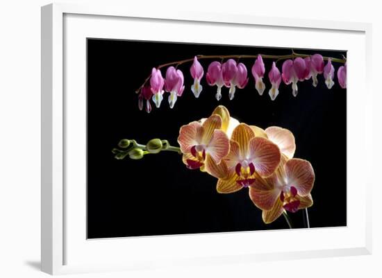 Flower mix bleeding heart and orchid hang together-Charles Bowman-Framed Photographic Print