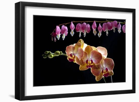 Flower mix bleeding heart and orchid hang together-Charles Bowman-Framed Photographic Print