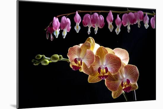 Flower mix bleeding heart and orchid hang together-Charles Bowman-Mounted Photographic Print