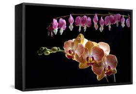 Flower mix bleeding heart and orchid hang together-Charles Bowman-Framed Stretched Canvas